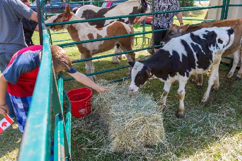Celebrating Canada Day during FunFest 2019: farm animals